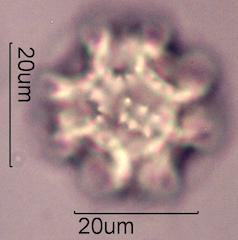 Prickly Sow Thistle Pollen