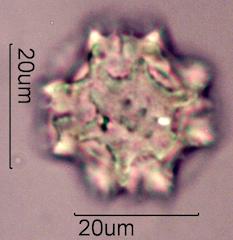Prickly Sow Thistle Pollen