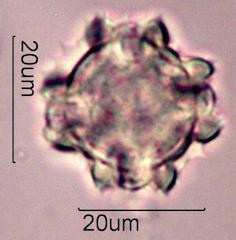 Prickly Sow Thistle Pollen