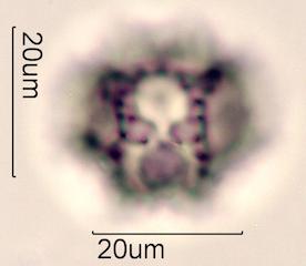 Prickly Sow Thistle Pollen