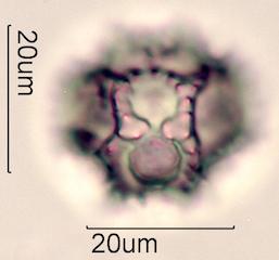 Prickly Sow Thistle Pollen