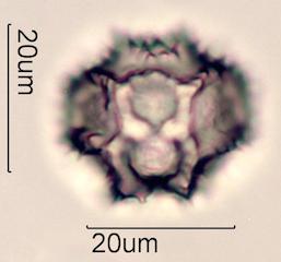 Prickly Sow Thistle Pollen