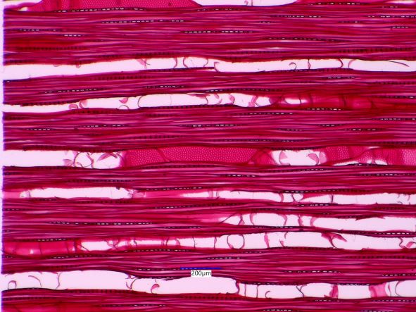 Populus balsamifera, Tangential-Section