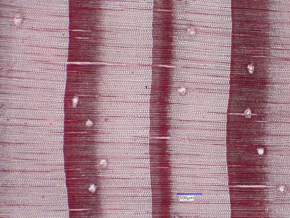 Pinus banksiana, Cross-Section