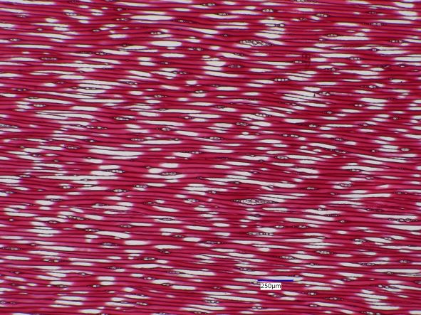 Pinus banksiana, Tangential Section