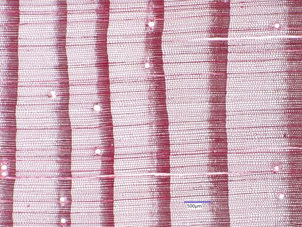 Pinus resinosa, Cross-Section