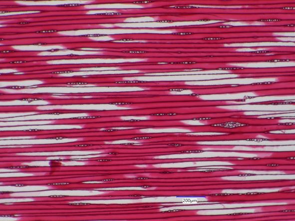 Pinus resinosa, Tangential-Section