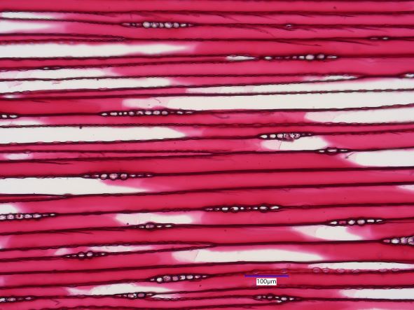 Pinus resinosa, Tangential-Section