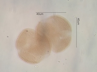 False Box Pollen