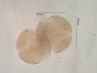 False Box Pollen