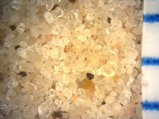 Sand, Padre Island, Texas