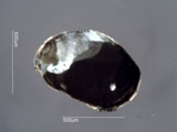 Mica, Palm Desert, California