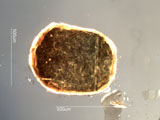 Mica, Palm Desert, California