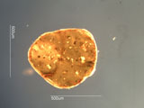 Mica, Palm Desert, California