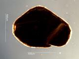 Mica, Palm Desert, California