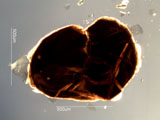 Mica, Palm Desert, California