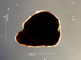 Mica, Palm Desert, California