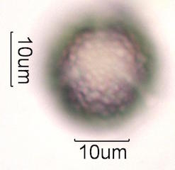 Palo Verde Pollen