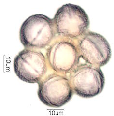 Palo Verde Pollen