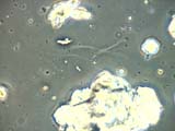 Palygorskite Fiber