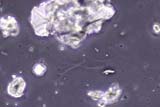 Palygorskite Fiber