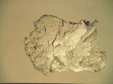 Palygorskite Mountain Leather