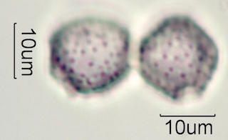 Pandanus Pollen