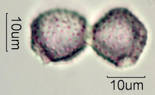 Pandanus Pollen