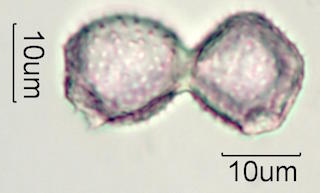 Pandanus Pollen