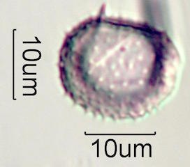 Pandanus Pollen