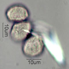 Pandanus Pollen