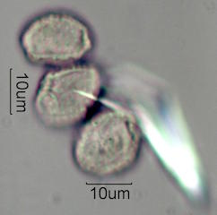 Pandanus Pollen