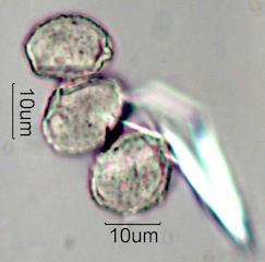 Pandanus Pollen
