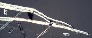 Paper Fibers with a DP of 1410