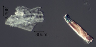 Paper Fibers with a DP of 160