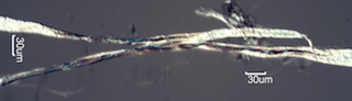 Paper Fibers with a DP of 300