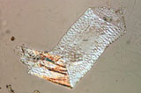 Bag Cell