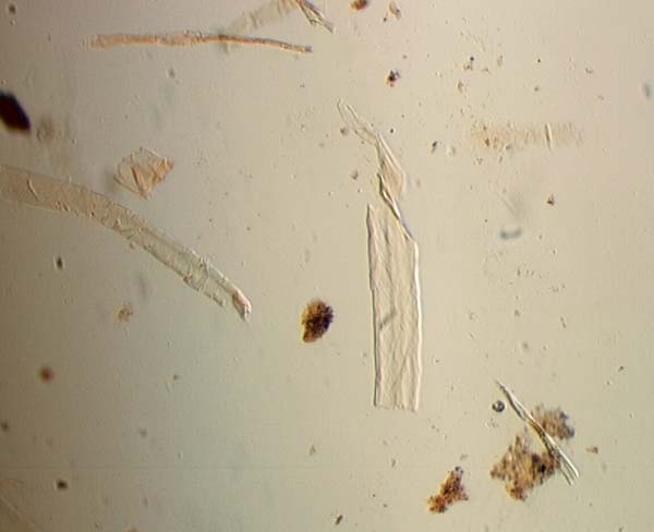 Chemically Degraded Paper Fiber