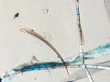 Paper and Insect Fiber