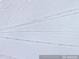Parakeet (Psittacidae) Under the Microscope