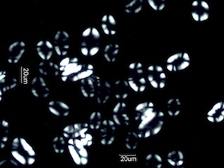 Pea Starch