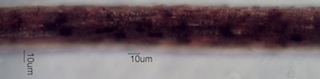 Persian Lamb Wool