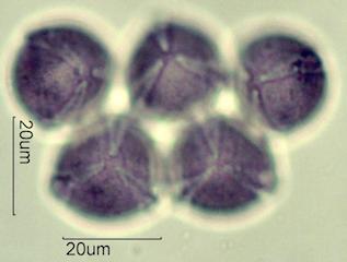 Petunia (Petunia hybrida)