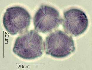 Petunia (Petunia hybrida)