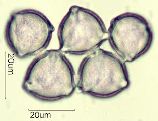 Petunia (Petunia hybrida)