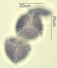 Petunia (Petunia hybrida)