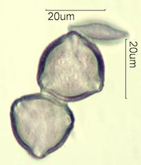 Petunia (Petunia hybrida)