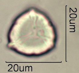 Phacelia campanularia Pollen