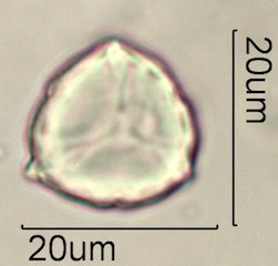 Phacelia campanularia Pollen