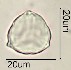 Phacelia campanularia Pollen
